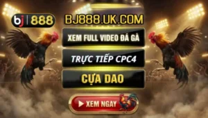 Trực tiếp gà cựa dao Tonhon